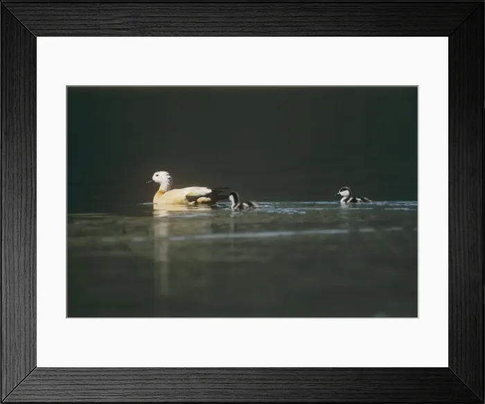 Framed Print : Ruddy Shelduck - swimming with its chicks - Tso Morari - Ladakh India Framed Print : Ruddy Shelduck - swimming with its chicks - Tso Morari - Ladakh India