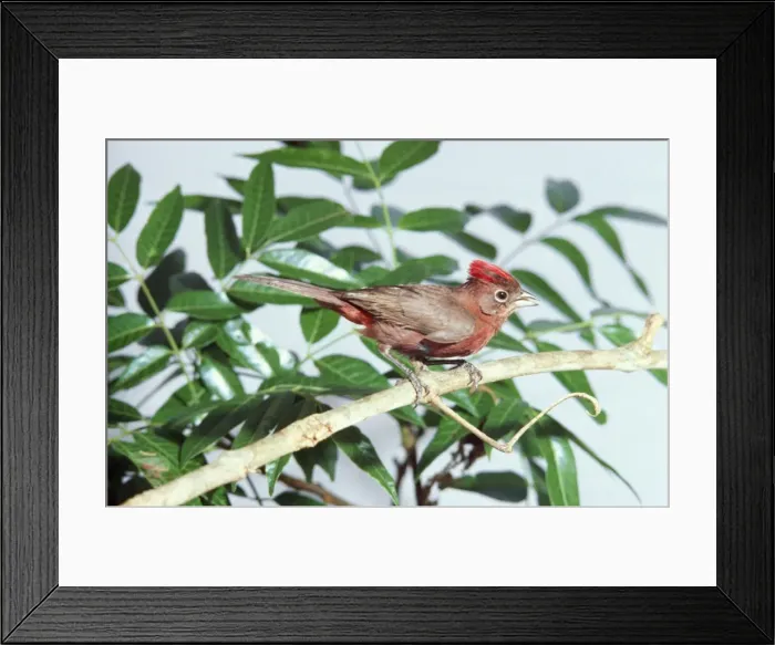 Framed Print : Red-crested Finch - Goias Brazil Framed Print : Red-crested Finch - Goias Brazil