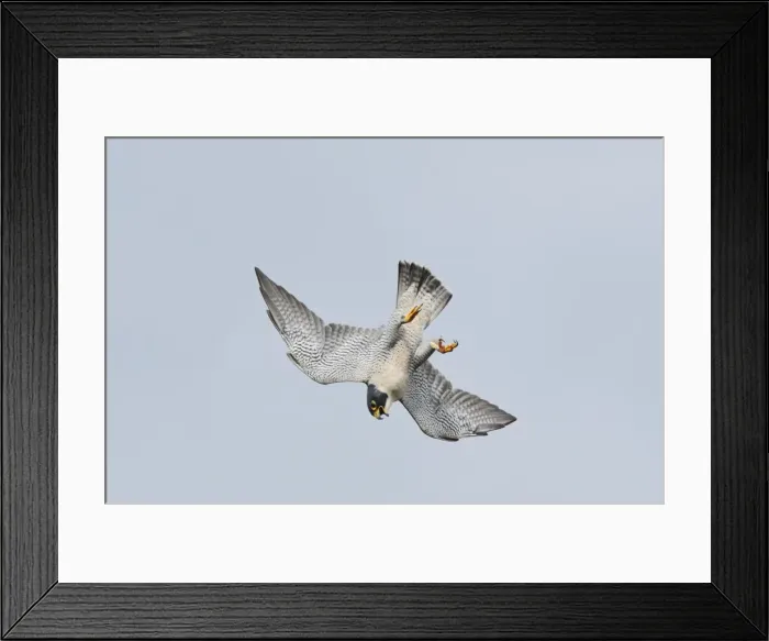 Framed Print : Peregrine Falcon - adult in flight - October - Connecticut - USA Framed Print : Peregrine Falcon - adult in flight - October - Connecticut - USA