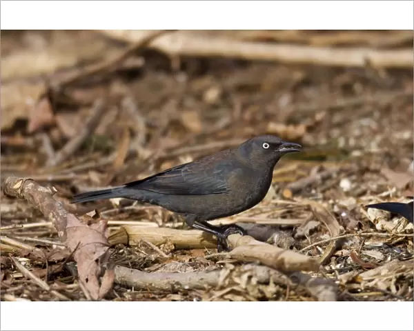 Rusty Blackbird - in winter plumage - February - Connecticut - USA