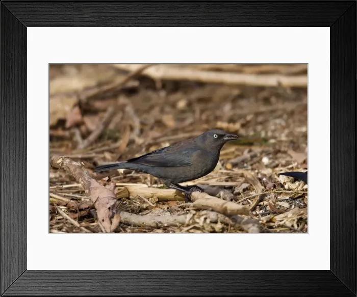 Framed Print : Rusty Blackbird - in winter plumage - February - Connecticut - USA Framed Print : Rusty Blackbird - in winter plumage - February - Connecticut - USA
