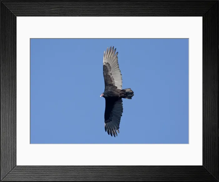 Framed Print : Turkey Vulture - adult in flight - Cape May - NJ - USA Framed Print : Turkey Vulture - adult in flight - Cape May - NJ - USA