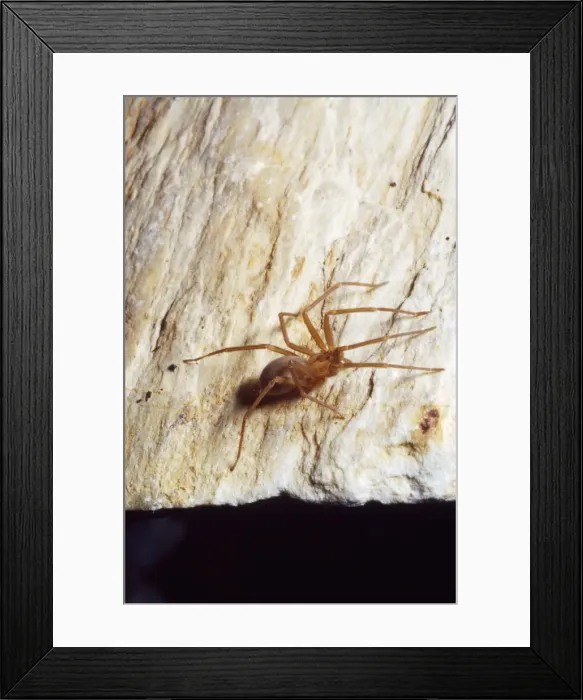 Framed Print : Brown Recluse Spider South & Midwest USA Framed Print : Brown Recluse Spider South & Midwest USA