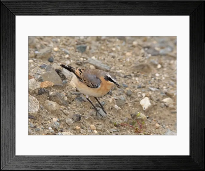 Framed Print : Northern Wheatear - September in CT - USA Framed Print : Northern Wheatear - September in CT - USA