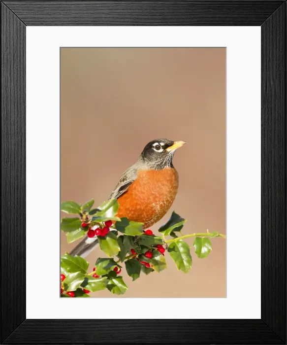Framed Print : American Robin - with holly berries in winter. January in Connecticut, USA Framed Print : American Robin - with holly berries in winter. January in Connecticut, USA