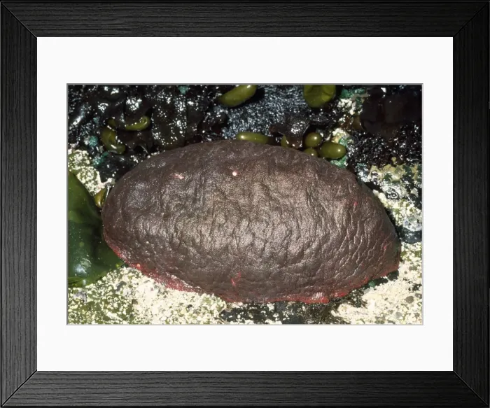 Framed Print : Gumboot Chiton (Molusca) - world's largest species. Eureka, California, USA Framed Print : Gumboot Chiton (Molusca) - world's largest species. Eureka, California, USA