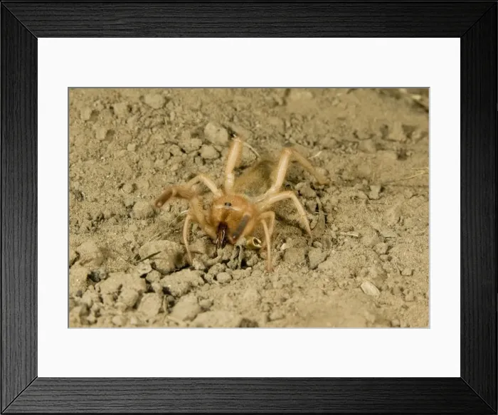 Framed Print : Solpugid = known commonly as Sun Spiders or Wind Scorpions. South Texas Framed Print : Solpugid = known commonly as Sun Spiders or Wind Scorpions. South Texas
