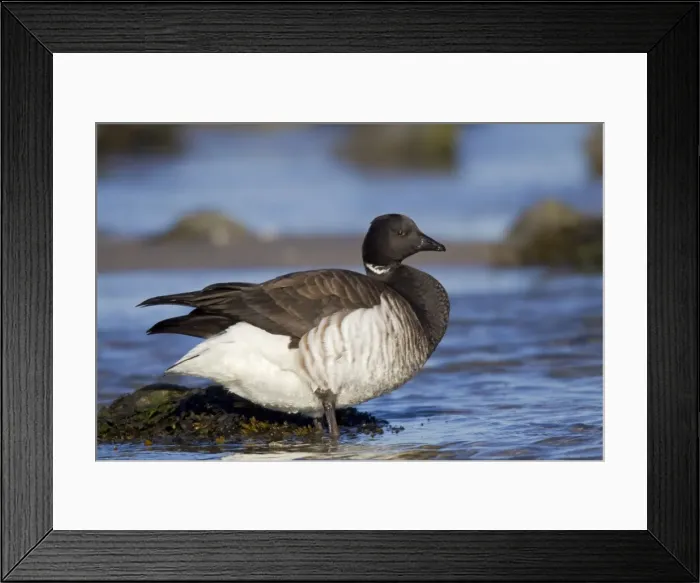 Framed Print : Brant / Brent Goose - winter. January at Barnegat Light, New Jersey, USA Framed Print : Brant / Brent Goose - winter. January at Barnegat Light, New Jersey, USA
