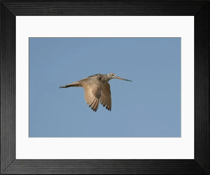 Framed Print : Marbled Godwit - in flight - Montana - June - USA Framed Print : Marbled Godwit - in flight - Montana - June - USA