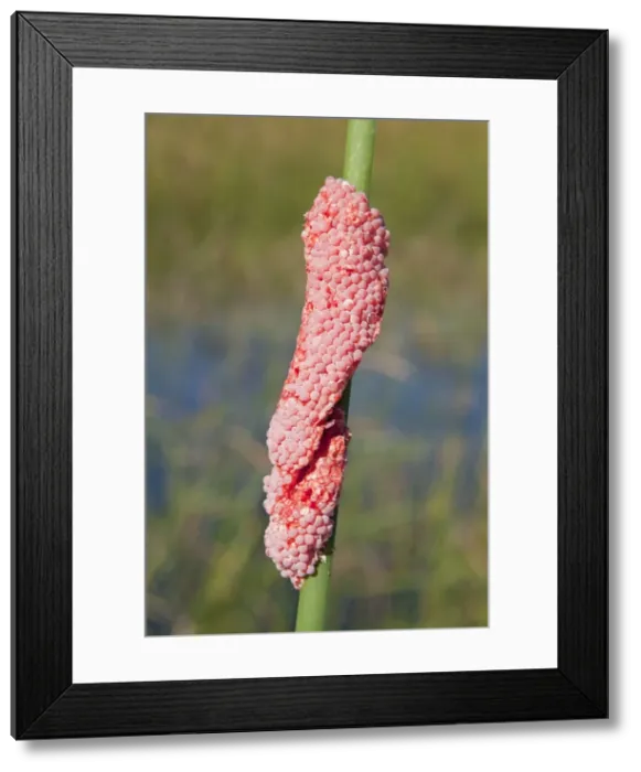 Framed Print : Channeled apple snail eggs - These snails are invasive in Florida and not native. Snail kites have been so far doing well with them Framed Print : Channeled apple snail eggs - These snails are invasive in Florida and not native. Snail kites have been so far doing well with them