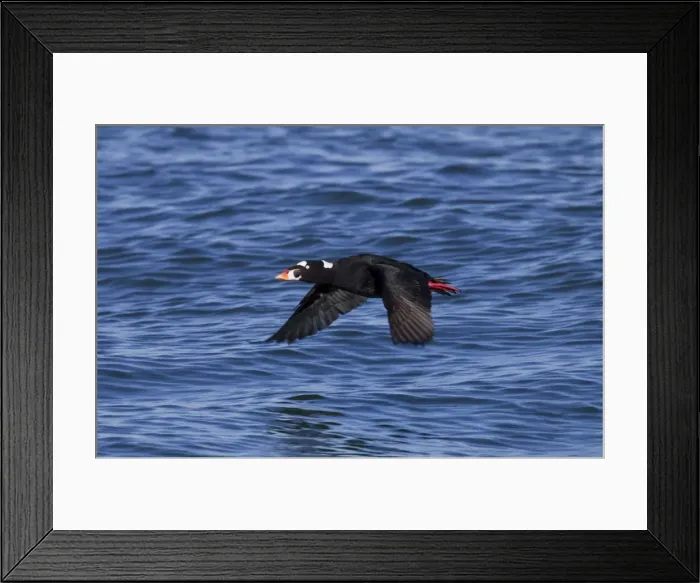 Framed Print : Surf Scoter - in flight over water in winter - February - Barnegat Light - NJ - USA Framed Print : Surf Scoter - in flight over water in winter - February - Barnegat Light - NJ - USA