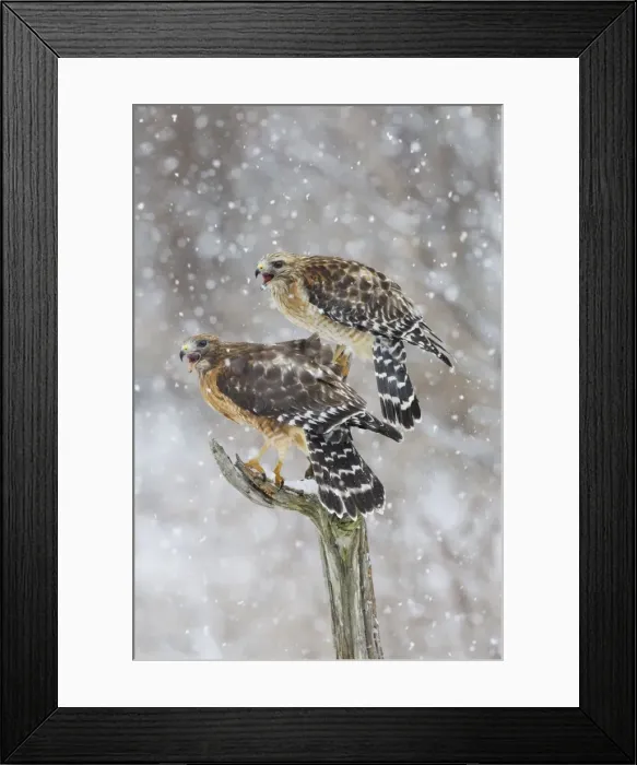 Framed Print : Red-shouldered Hawk - female on left and male on right in snow - January -CT - USA Framed Print : Red-shouldered Hawk - female on left and male on right in snow - January -CT - USA