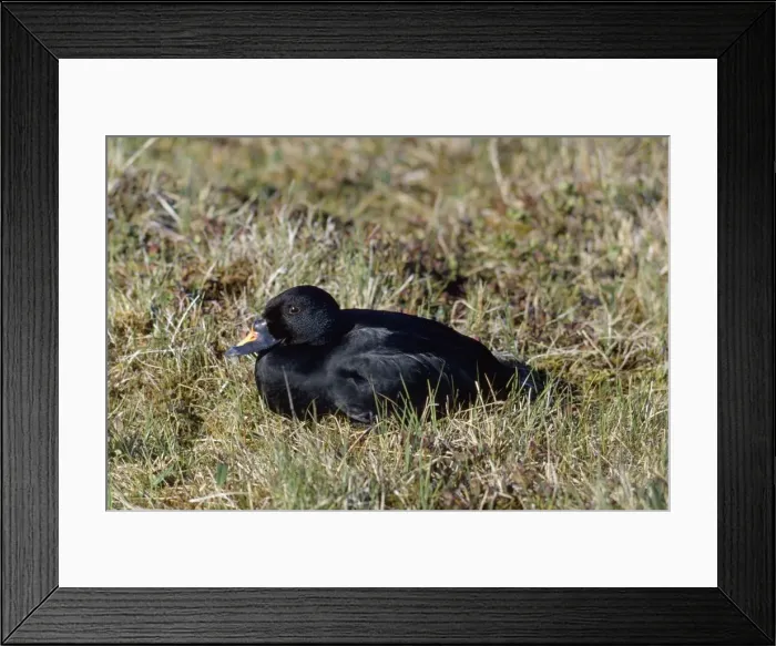 Framed Print : Common Scoter Duck Framed Print : Common Scoter Duck