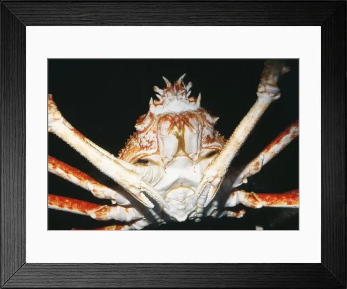 Framed Print : Giant Spider Crab KEL 466 Northern Pacific Alaska Macrocheira kaempfer © Ken Lucas / ARDEA LONDON Framed Print : Giant Spider Crab KEL 466 Northern Pacific Alaska Macrocheira kaempfer © Ken Lucas / ARDEA LONDON