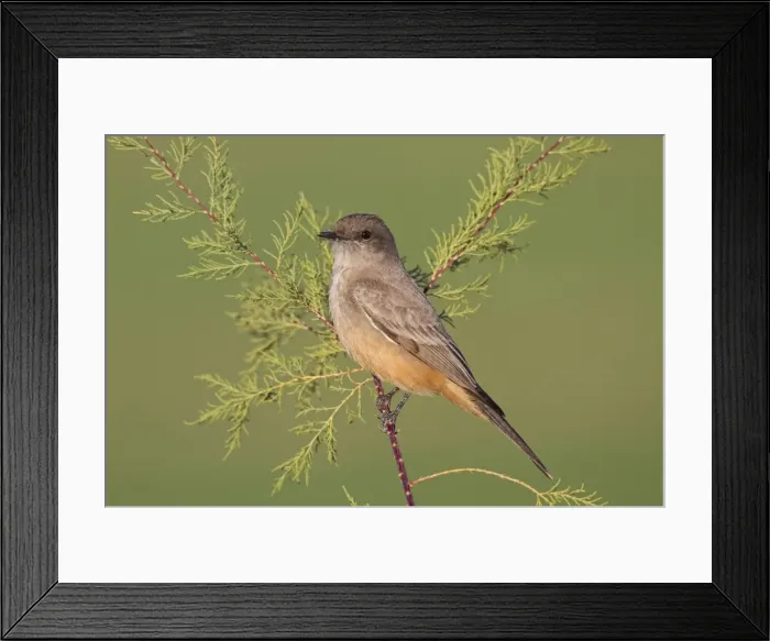 Framed Print : Say's Phoebe - January - Southern California - USA Framed Print : Say's Phoebe - January - Southern California - USA