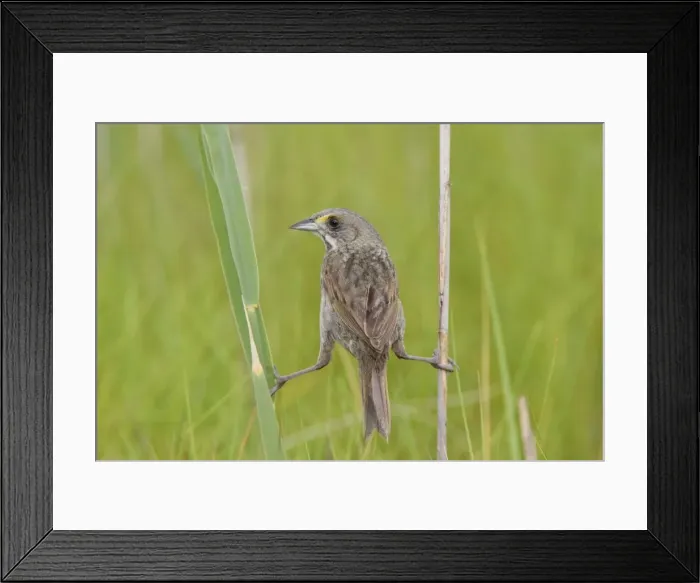 Framed Print : Seaside Sparrow - holding on to reeds - June - Connecticut - USA Framed Print : Seaside Sparrow - holding on to reeds - June - Connecticut - USA