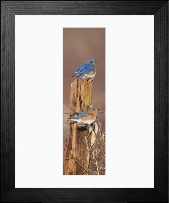 Framed Print : Eastern Bluebirds - in winter. Connecticut in January. USA Framed Print : Eastern Bluebirds - in winter. Connecticut in January. USA