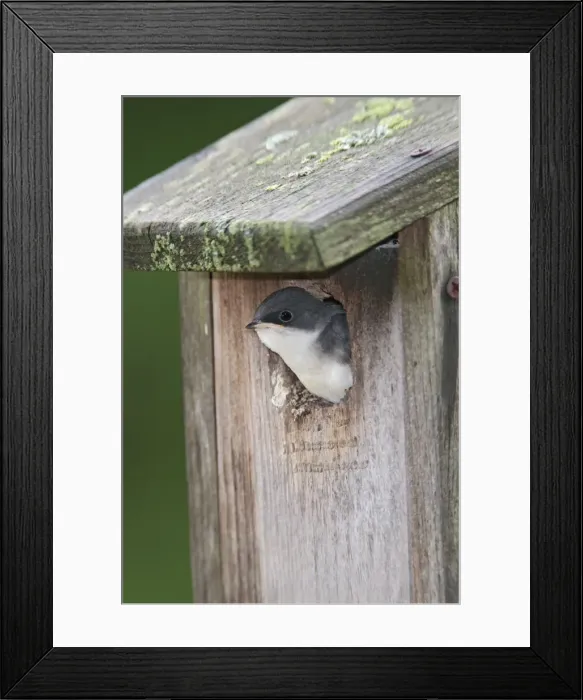 Framed Print : Tree Swallow - young bird ready to fledge from nest box - June - CT - USA Framed Print : Tree Swallow - young bird ready to fledge from nest box - June - CT - USA