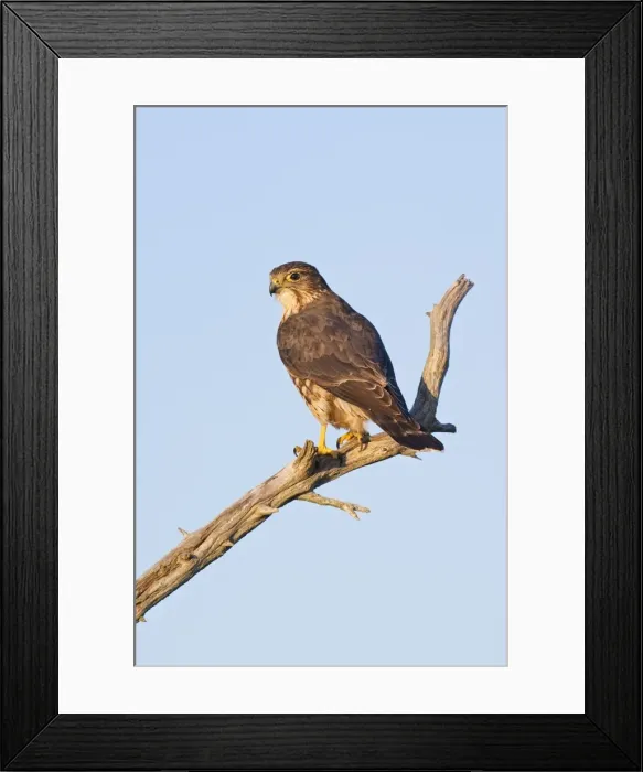 Framed Print : Merlin - perched on branch - Cape May New Jersey during the fall migration. October. USA Framed Print : Merlin - perched on branch - Cape May New Jersey during the fall migration. October. USA