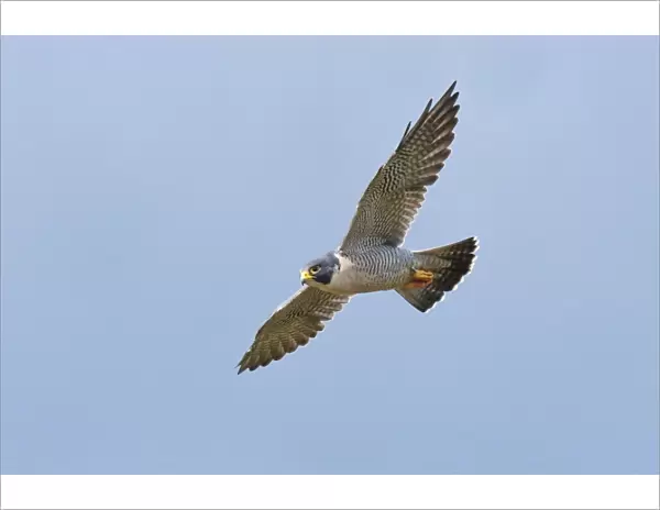 Peregrine Falcon - adult in flight - October - Connecticut - USA