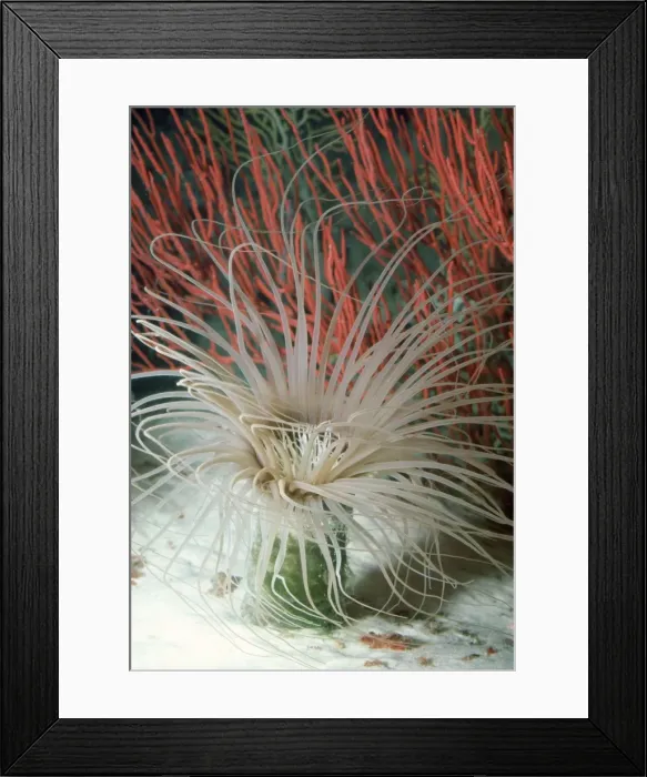 Framed Print : Tube-dwelling Anemone Monterey Bay, California Framed Print : Tube-dwelling Anemone Monterey Bay, California