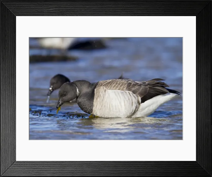 Framed Print : Brant / Brent Goose - feeding in water in winter. January at Barnegat Light, New Jersey, USA Framed Print : Brant / Brent Goose - feeding in water in winter. January at Barnegat Light, New Jersey, USA