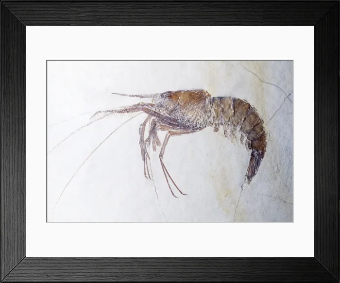 Framed Print : Prawn Fossil - Juressic Period Soinhofen, Germany