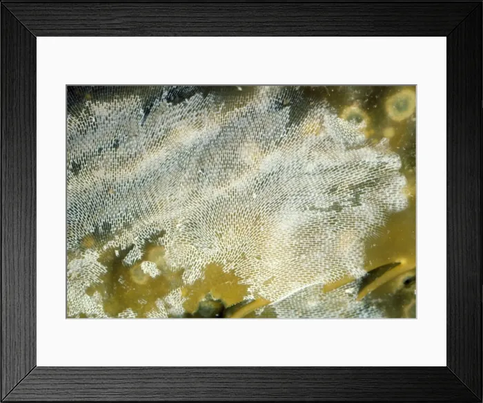 Framed Print : Lacy-Crust Bryozoan / Sea Mat (Bryozoa) - on kelp. Alaska to Mexico & UK Marine Framed Print : Lacy-Crust Bryozoan / Sea Mat (Bryozoa) - on kelp. Alaska to Mexico & UK Marine