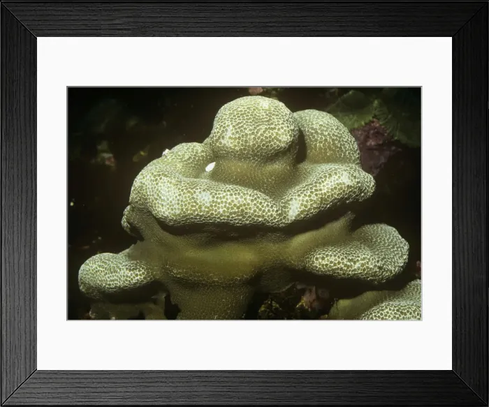 Framed Print : Stony / Lobed / Brain Coral Reefs of Hawaii Framed Print : Stony / Lobed / Brain Coral Reefs of Hawaii