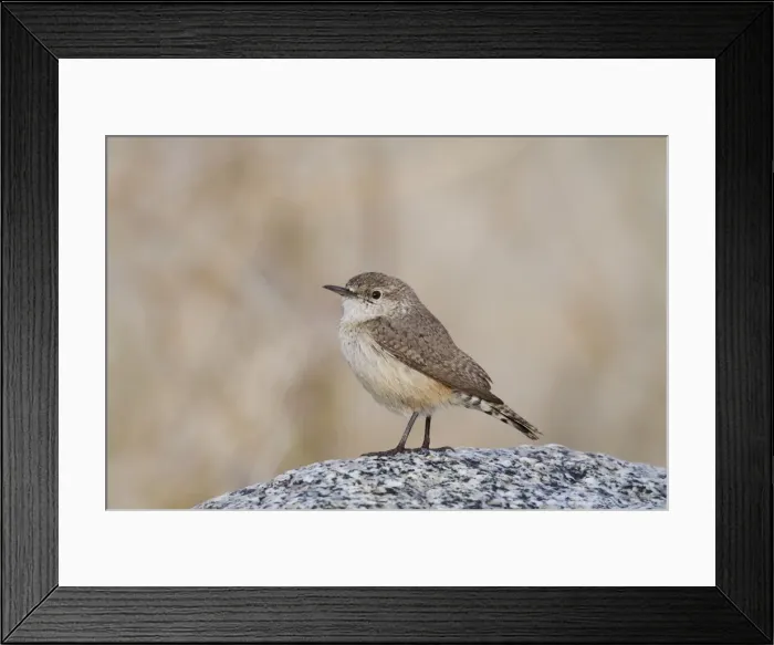 Framed Print : Rock Wren - January - Anza Borrego Desert - California - USA Framed Print : Rock Wren - January - Anza Borrego Desert - California - USA