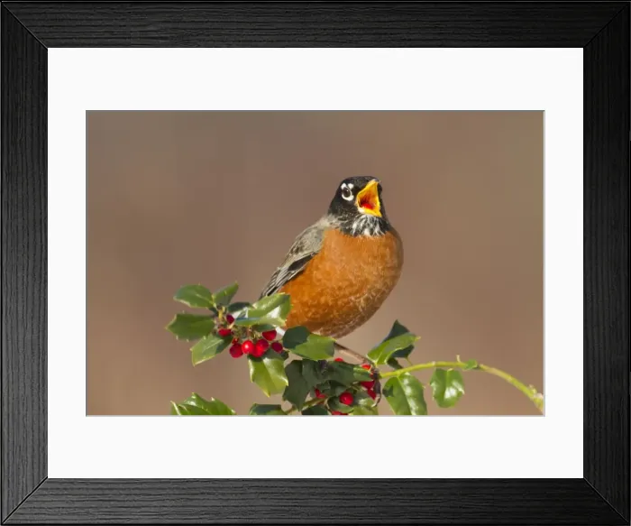 Framed Print : American Robin - eating holly berries in winter. January in Connecticut, USA Framed Print : American Robin - eating holly berries in winter. January in Connecticut, USA