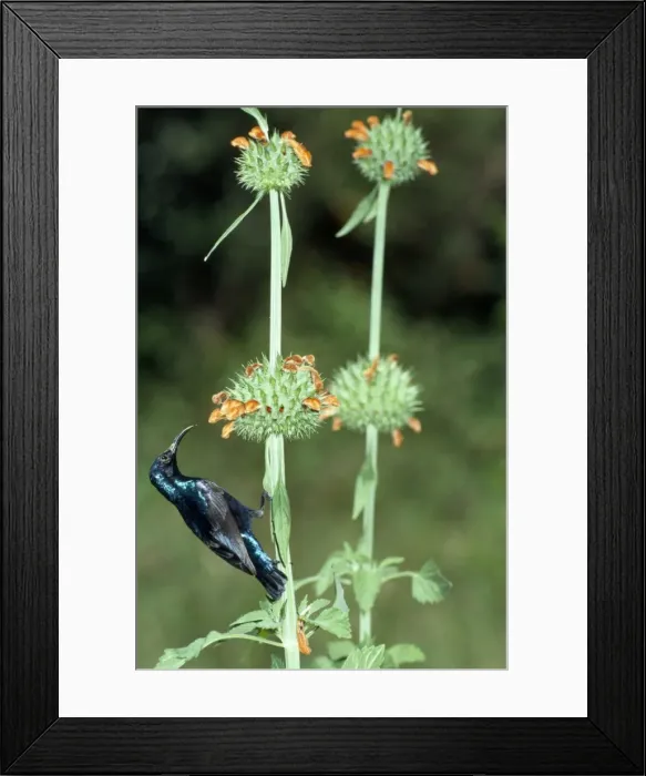 Framed Print : Purple Sunbird - male feeding - Sri Lanka