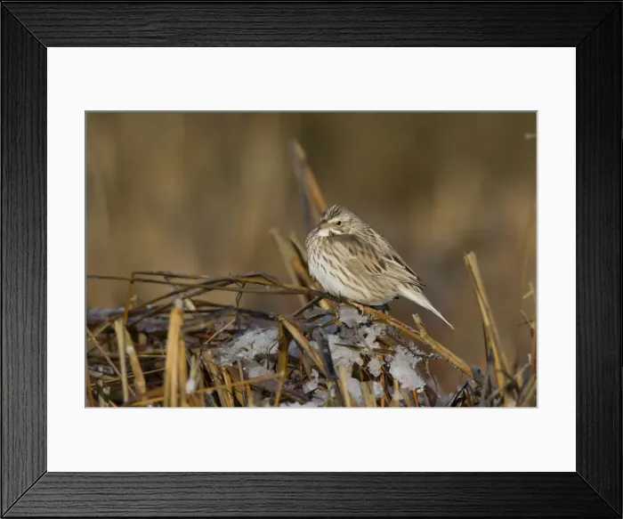 Framed Print : Savannah Sparrow - Ipswich race - January - along CT shoreline - USA Framed Print : Savannah Sparrow - Ipswich race - January - along CT shoreline - USA
