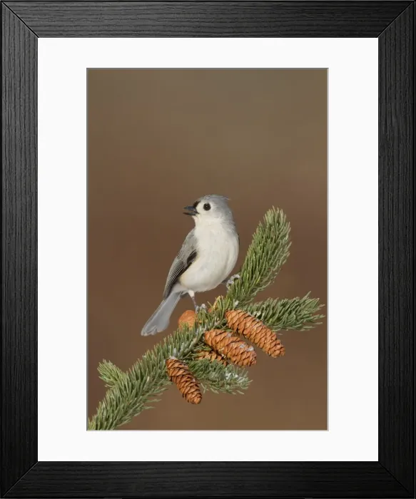 Framed Print : Tufted Titmouse - in winter - January - Connecticut - USA Framed Print : Tufted Titmouse - in winter - January - Connecticut - USA