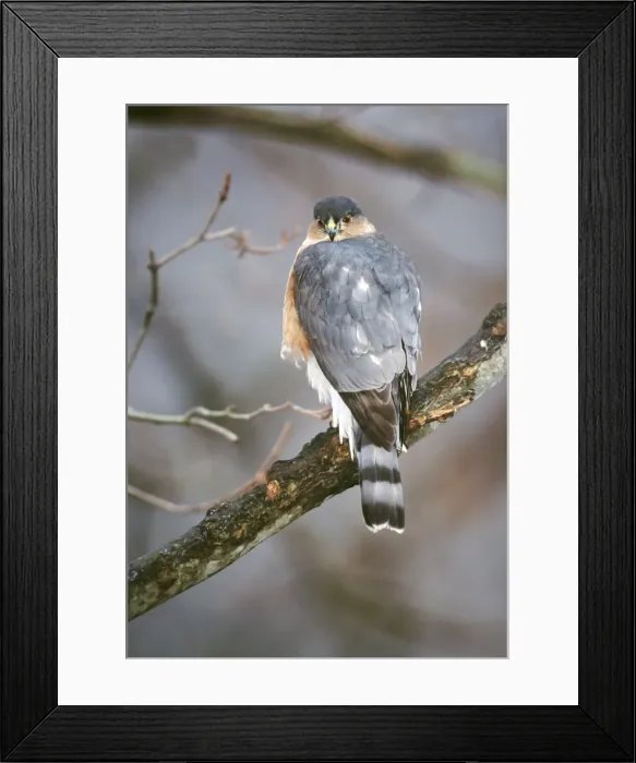 Framed Print : Sharp-shinned Hawk - adult - October - Connecticut - USA Framed Print : Sharp-shinned Hawk - adult - October - Connecticut - USA