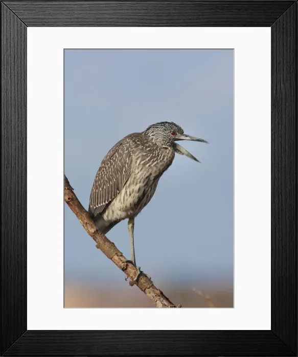 Framed Print : Yellow-crowned Night Heron - immature plumage - perched on branch - CT - October - USA Framed Print : Yellow-crowned Night Heron - immature plumage - perched on branch - CT - October - USA