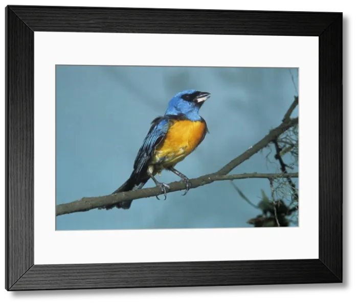 Framed Print : Blue-and-yellow Tanager - Rio Grande du Sol Brazil Framed Print : Blue-and-yellow Tanager - Rio Grande du Sol Brazil