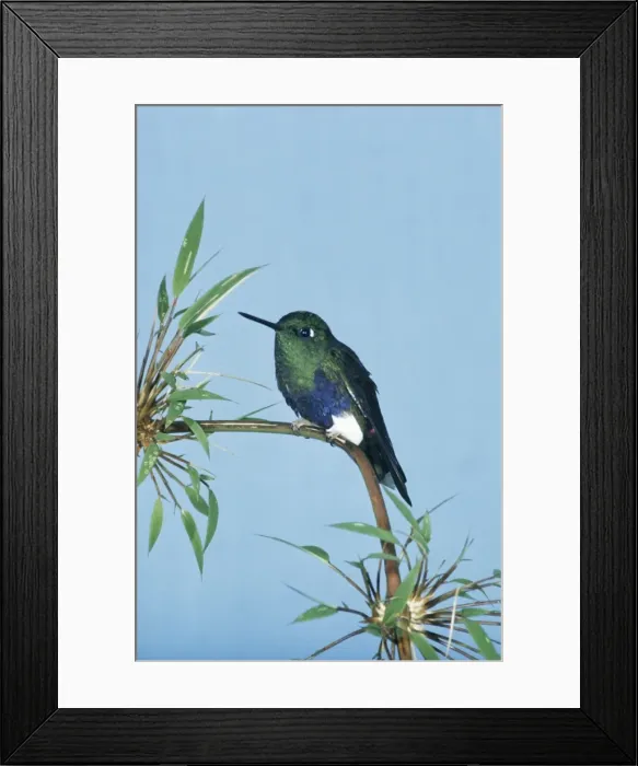 Framed Print : Colorful Puffleg Framed Print : Colorful Puffleg