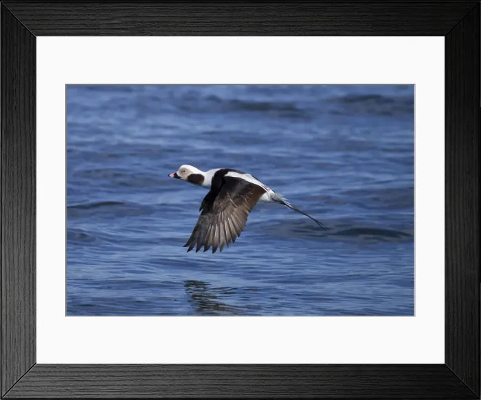 Framed Print : Long-tailed Duck - male in flight - February - Barnegat Light - New Jersey - USA Framed Print : Long-tailed Duck - male in flight - February - Barnegat Light - New Jersey - USA