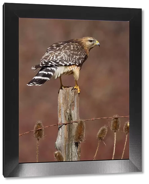 Red-shouldered Hawk - female perched on fence post - February -CT - USA