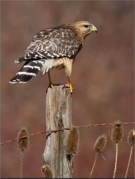 Red-shouldered Hawk - female perched on fence post - February -CT - USA