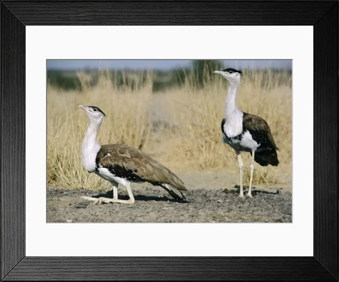 Framed Print : Great Indian Bustard - in desert habitat Framed Print : Great Indian Bustard - in desert habitat