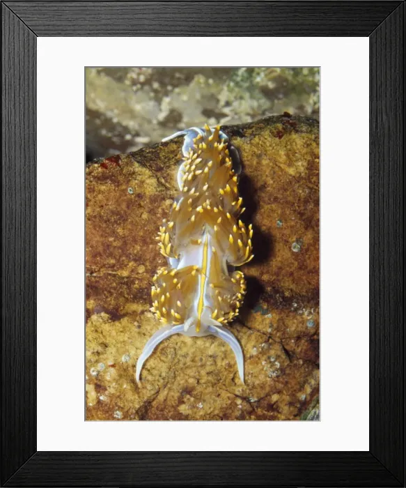 Framed Print : Nudibranch - Sea Slug - Santa Rosa Island California Framed Print : Nudibranch - Sea Slug - Santa Rosa Island California