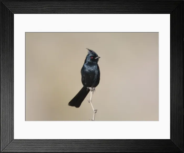 Framed Print : Phainopepla - male - january - Anza Borrego Desert - California - USA Framed Print : Phainopepla - male - january - Anza Borrego Desert - California - USA