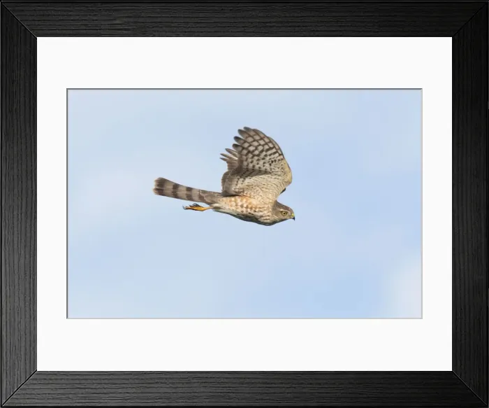 Framed Print : Sharp-shinned Hawk - immature in flight - Fall migration - Cape May - NJ - USA Framed Print : Sharp-shinned Hawk - immature in flight - Fall migration - Cape May - NJ - USA