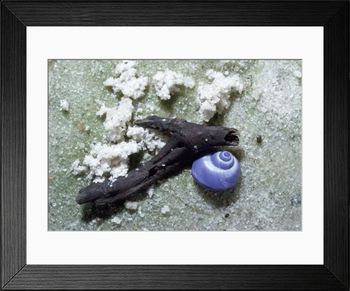 Framed Print : common purple Sea Snail - washed up on beach - Queensland Australia Framed Print : common purple Sea Snail - washed up on beach - Queensland Australia