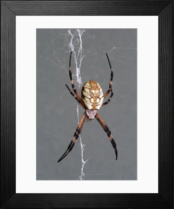 Framed Print : Golden orb weaver - Size: abdomen only, 15 mm long; abdomen and head, 25 mm long; with legs extended as on photo: 75 mm total length Specimen from San Diego, California Framed Print : Golden orb weaver - Size: abdomen only, 15 mm long; abdomen and head, 25 mm long; with legs extended as on photo: 75 mm total length Specimen from San Diego, California