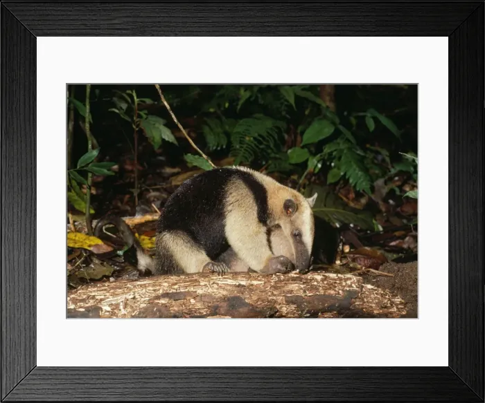 Framed Print : Northern Tamandua / Giant Anteater / Tamandua Anteater Framed Print : Northern Tamandua / Giant Anteater / Tamandua Anteater