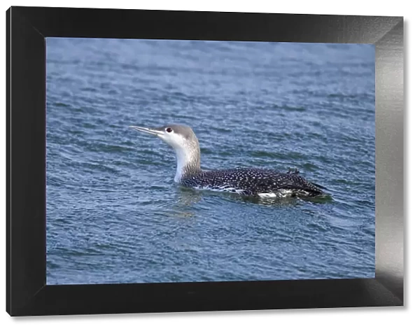 Common Loon  /  Great Northern Diver - winter plumage. February at Barnegat Light, NJ, USA