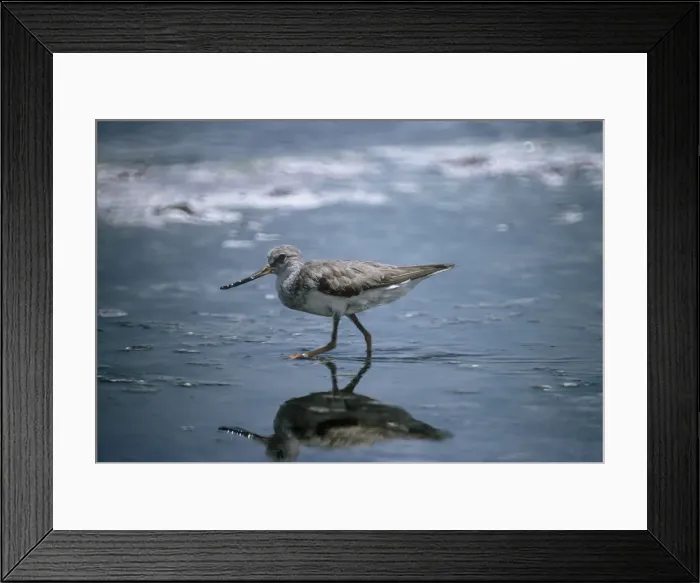 Framed Print : Terek Sandpiper - wading into shallow water Framed Print : Terek Sandpiper - wading into shallow water